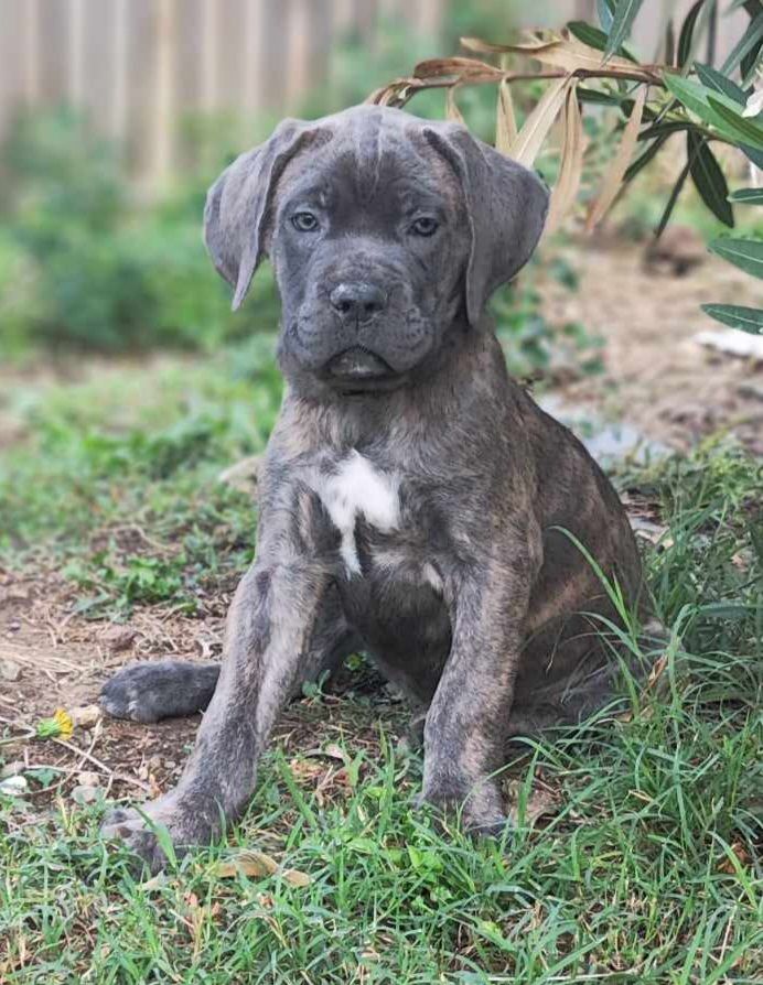 Orsacchiotto Dell'occitania - Chiot disponible  - Cane Corso