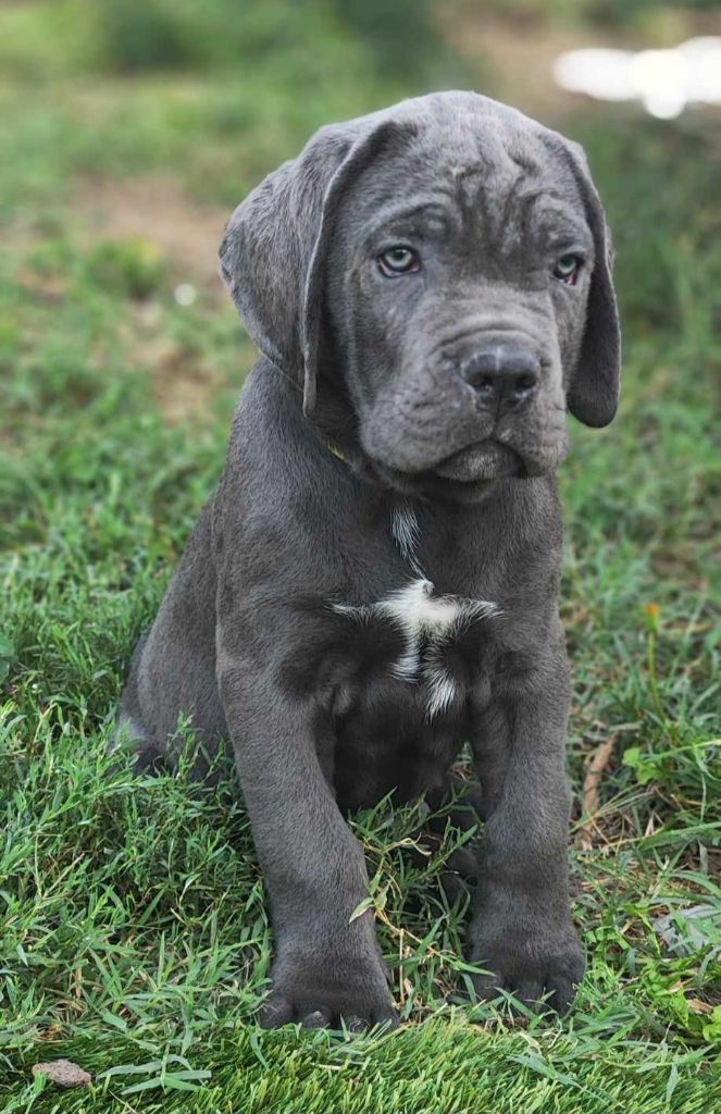 Orsacchiotto Dell'occitania - Chiot disponible  - Cane Corso