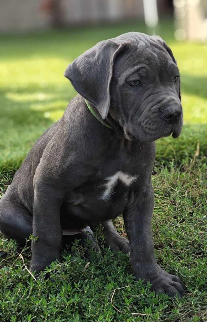 Orsacchiotto Dell'occitania - Chiot disponible  - Cane Corso