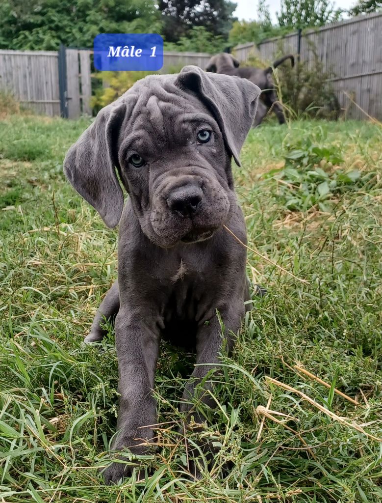 Orsacchiotto Dell'occitania - Chiot disponible  - Cane Corso