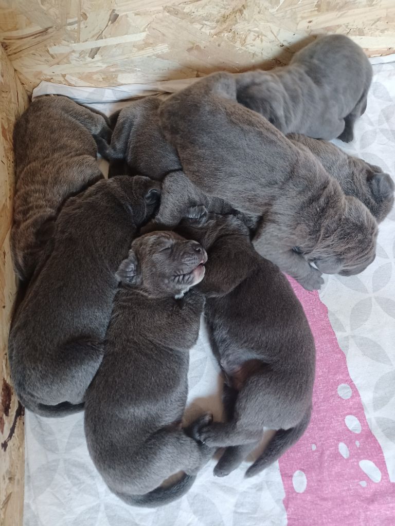 chiot Cane Corso Orsacchiotto Dell'occitania